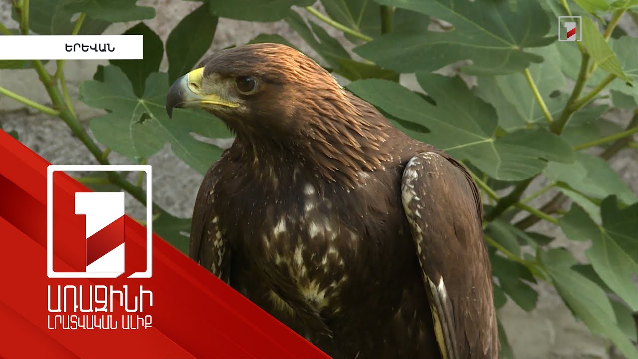 Հյուծված վիճակում հայտնաբերված քարարծիվը բաց է թողնվել. ՀՀ-ում մոտ 38 զույգ է բնադրում