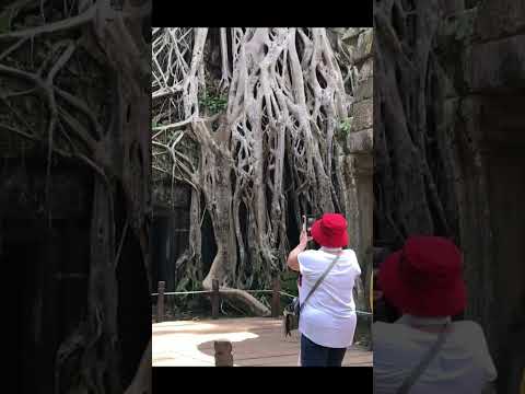 #travel Ta Prohm Temple no Camboja é incrível
