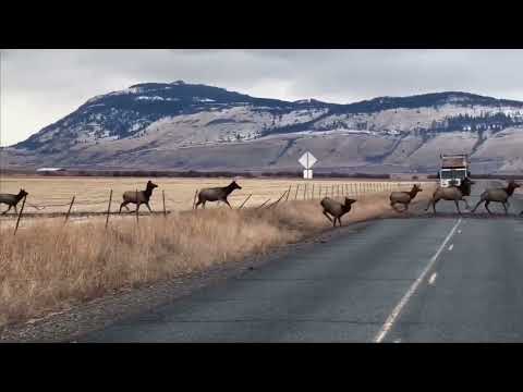 Massive Herd of Elk Crossing HWY 237 in Eastern Oregon - December 2022