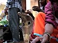 В Индии празднуют фестиваль змей «Наг-панчами» (новости) 