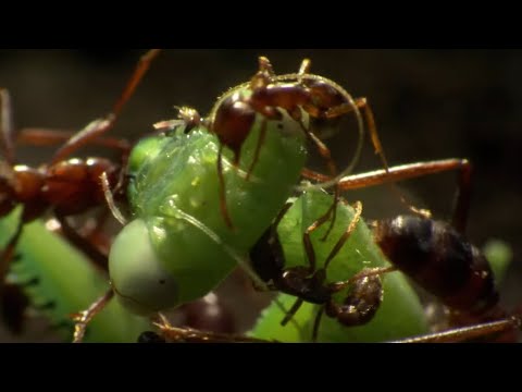 Praying Mantis Decapitated by Ant Swarm | Superswarm | BBC Earth