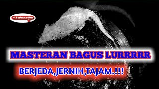 Download lagu Suara Tikus Curut Untuk Masteran Murai Batu ||👍 Masteran Murai Batu Berjeda mp3 Download lagu Suara Tikus Curut Untuk Masteran Murai Batu ||👍 Masteran Murai Batu Berjeda mp3
