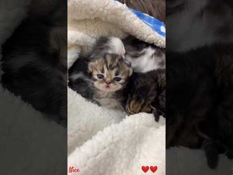 #shorts beautiful cat, sweet kitten #166 #viral #viral #shorts video #shorts #shorts #shorts
