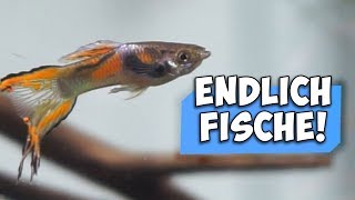 DIE ERSTEN FISCHE IM 600L RIESEN AQUARIUM | Aqua Update