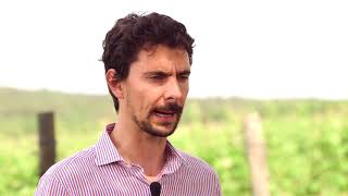 castelvecchio: vitigni