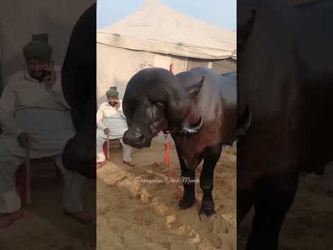 jafrabadi pado #jafarabadi #pado #shorts #whatsappstatus #trending