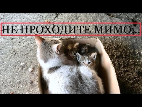 ИСТОРИЯ ПРО МЫШКУ