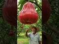 World Biggest Jambu Rose Apple