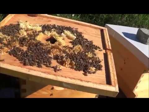 , title : 'Beekeeping 5 rookie mistakes in this video that you can learn from'