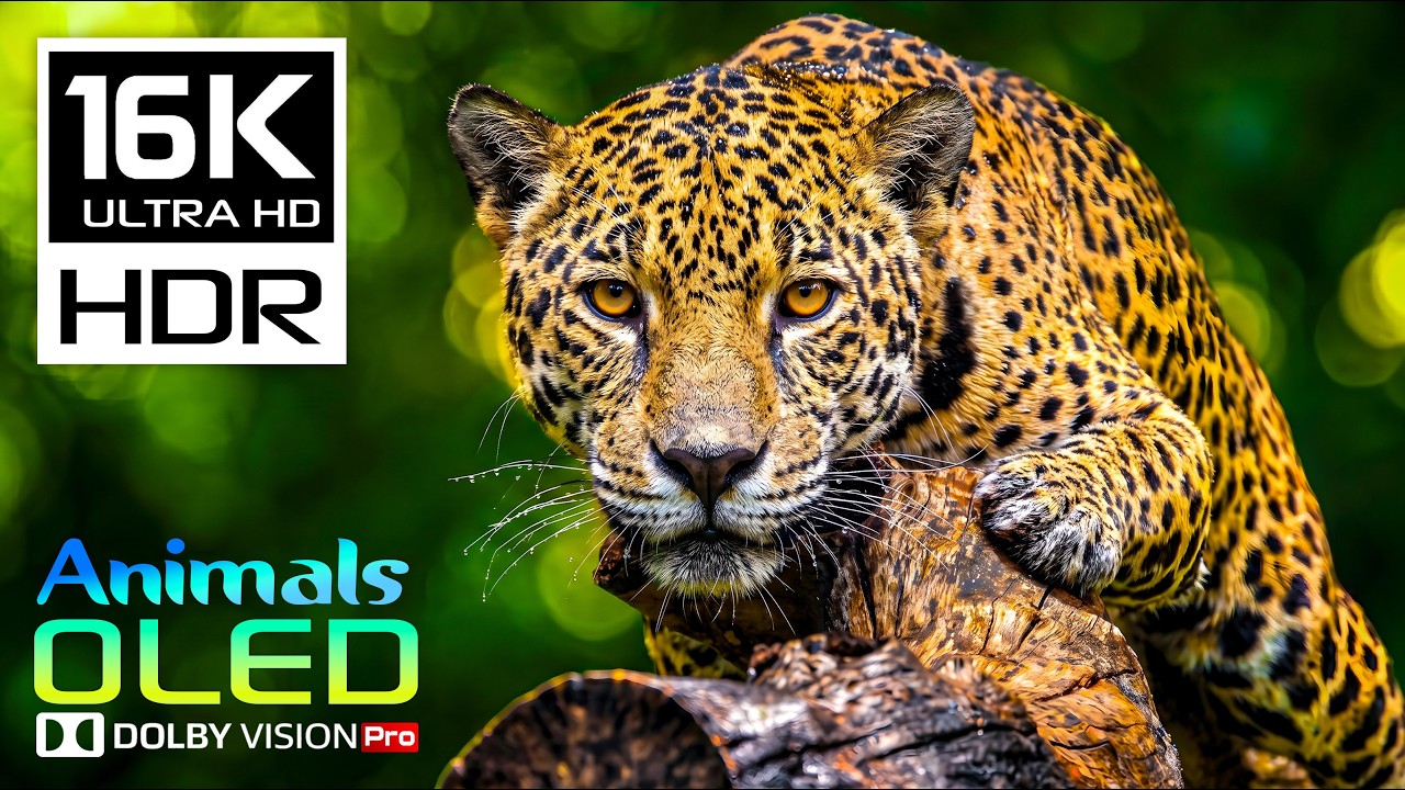 Amazing Wildlife Animals Experience | 16K HDR Dolby Vision 120FPS for 8K/4K VIDEO ULTRA HD TV