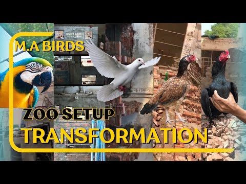 Mini zoo ka safar| Aseel setup| Aseel Cage Making