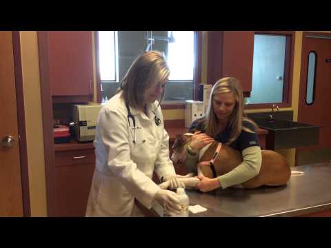 How we draw blood from a dog here at AWCM.