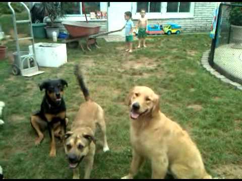 Bark Busters Home Dog Training Bucks County video.