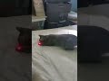 Gray Tabby Cat Chasing Laser Shorts