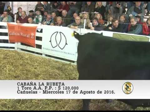 17-08-16 Venta de Toros A.A. P.P. - Cabaña La Rubeta - Cañuelas.