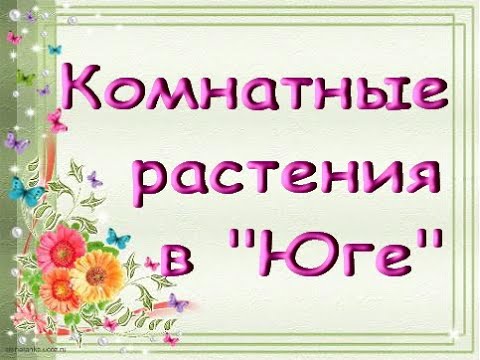 Комнатные РАСТЕНИЯ в "Юге".ЦВЕТЫ.Самара,04.05.20.