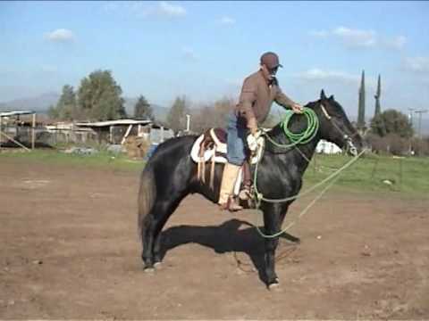 01 Andalusian Horse For Sale - SOLD