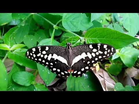 Omuchwezi Niki? Entaniso Eryahamuchwezi Nomuntu.