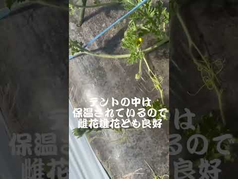 果樹の早期開花を遅らせる方法