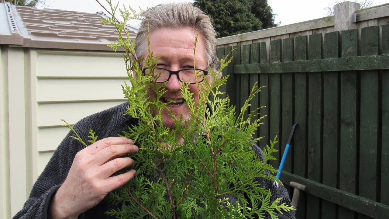 Watch video How to plant conifers for a hedge, correct spacing and tips Now How to plant conifers for a hedge, correct spacing and tips