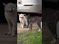 Angry Cats Sound Cat Fight Sound Effects Shorts