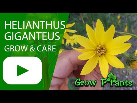 , title : 'Helianthus giganteus - grow & care'