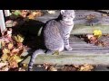 Joan Armatrading - Get In The Sun