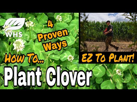 YouTube video about: When to plant clover in michigan?