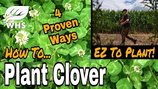 Best Way to Plant Clover