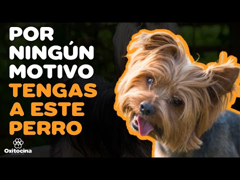 YORKSHIRE TERRIER: 7 RAZONES PARA NO TENERLO