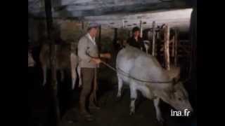 preview picture of video 'Marché aux bovins de Nasbinals 1977'