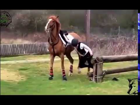 Lustige Tiere Zum Totlachen - Lustige Pferde Scheitern Zusammenstellung - Funny Horses Fail.
