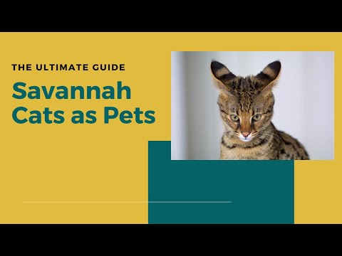 Savannah Cats as Pets - A Complete Savannah Cat Owner Guide - Breeding, Buying, Health, And More