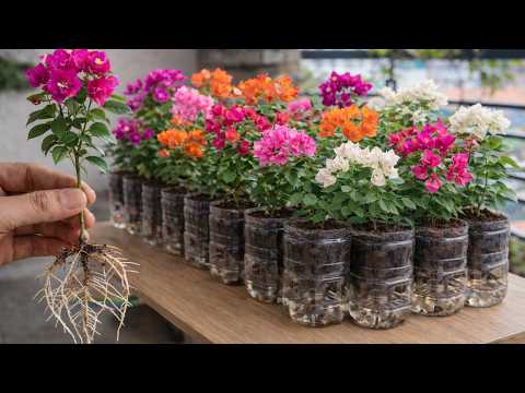 Grow 1,000 Bougainvillea Plants in Just 7 Days – The Ultimate Low-Cost Propagation Hack!