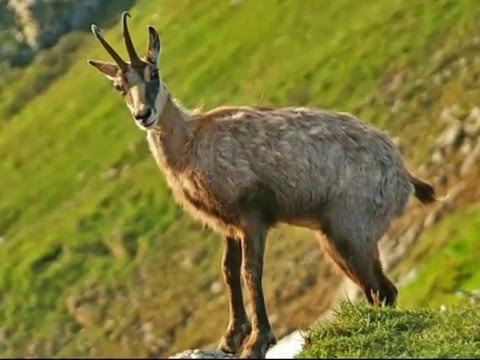 Chästeilet Hornegg Eriz 2003