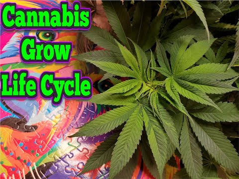 Behind the Buds: The Complete Cannabis Cultivation Life Cycle