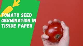 Tomato Seeds Germination in Tissue Paper Quick Growth of seedlings