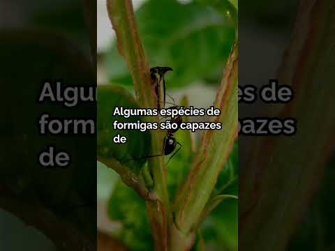 Curiosidades Incríveis: O Fascinante Mundo das Formigas Revelado