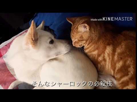 Introducing Sherlock (the cat) and Hina (the dog)