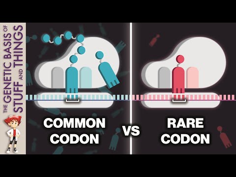 How codon usage sets the pace in the race to translate