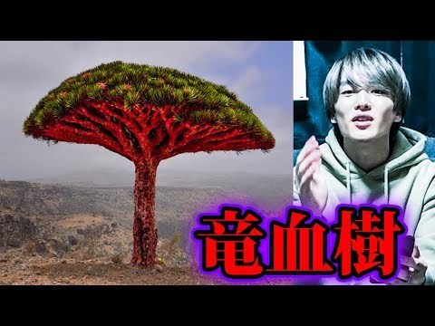 龍血樹の救世主