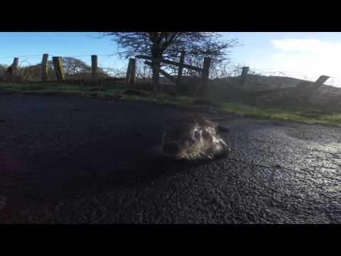 Dead Otter Pembrey Carmarthenshire 23/02/2016 female  ‪#‎UKWildOtterTrust‬