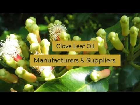 Clove leaf oil, 1 kg, 100% pure