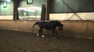 Video af Corde Dacora