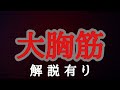 『日曜日』大胸筋