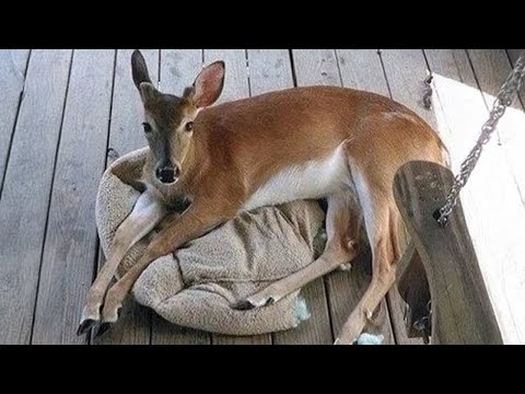 Riez aux éclats avec les vidéos d'animaux les plus drôles de 2024 !