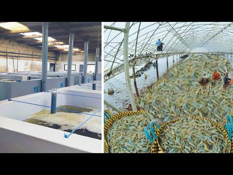 , title : '10000000 Shrimp Hatchery | Complete Process Of Shrimp Hatcheries'