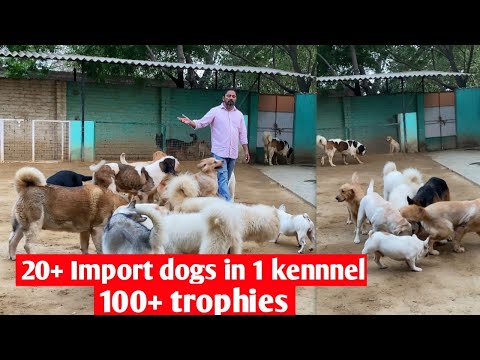 50+ dogs || Kulbir kennel ||One of the most famous and biggest dog kennel ||