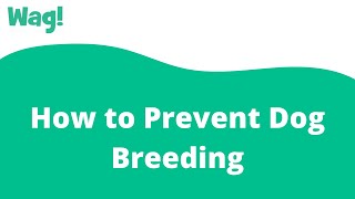 How to Prevent Dog Breeding | Wag!