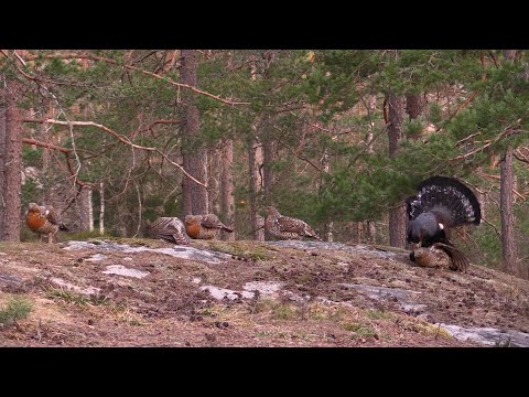 Capercaillie display april 2019, Mykland, Norway